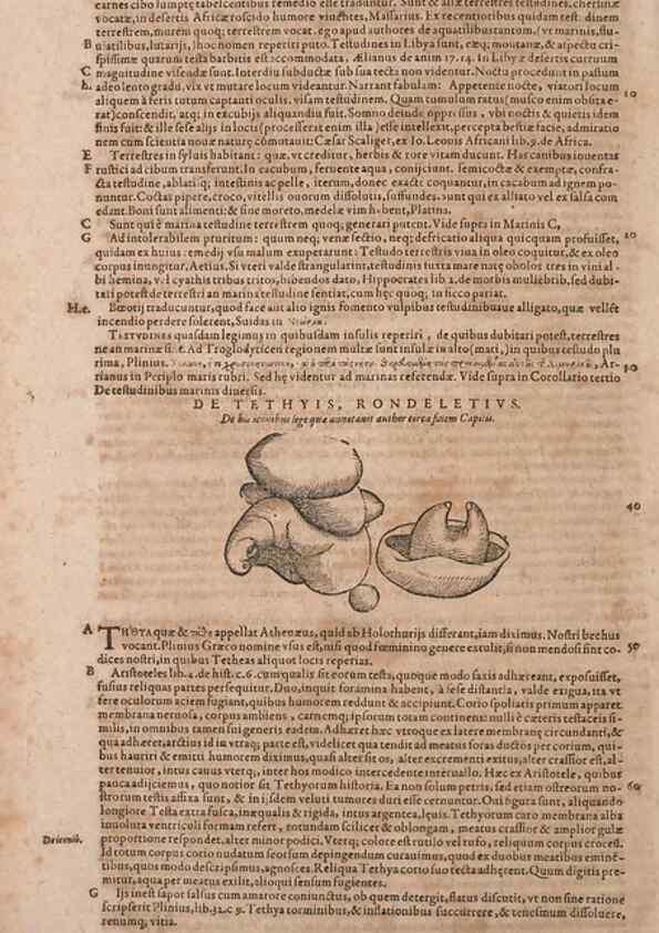 Reproducción/Reproduction 15383224198: Conradi Gesneri medici Tigurini Historiae animalium liber IV :. Francofurti :In Bibliopolio Andreae Cambieri,anno MDCIIII [1604]