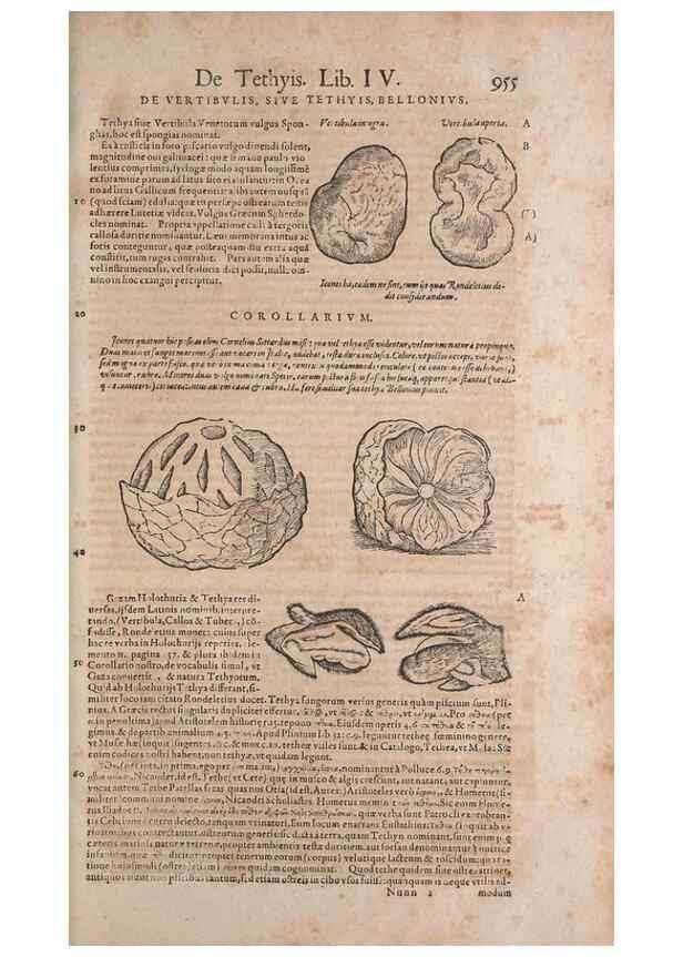 Reproducción/Reproduction 15570221892: Conradi Gesneri medici Tigurini Historiae animalium liber IV :. Francofurti :In Bibliopolio Andreae Cambieri,anno MDCIIII [1604]
