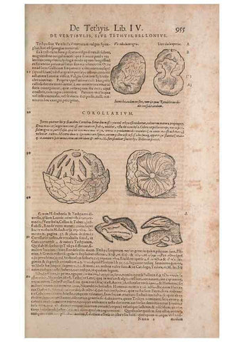 Reproducción/Reproduction 15570221892: Conradi Gesneri medici Tigurini Historiae animalium liber IV :. Francofurti :In Bibliopolio Andreae Cambieri,anno MDCIIII [1604]