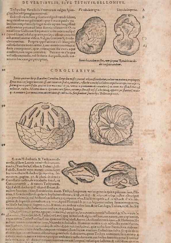 Reproducción/Reproduction 15570221892: Conradi Gesneri medici Tigurini Historiae animalium liber IV :. Francofurti :In Bibliopolio Andreae Cambieri,anno MDCIIII [1604]