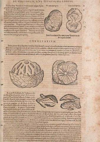 Reproducción/Reproduction 15570221892: Conradi Gesneri medici Tigurini Historiae animalium liber IV :. Francofurti :In Bibliopolio Andreae Cambieri,anno MDCIIII [1604]