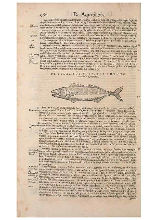Reproducción/Reproduction 14948632994: Conradi Gesneri medici Tigurini Historiae animalium liber IV :. Francofurti :In Bibliopolio Andreae Cambieri,anno MDCIIII [1604]
