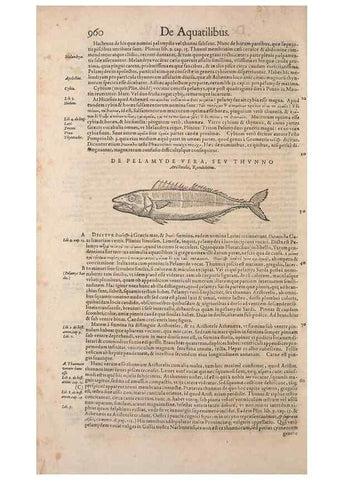 Reproducción/Reproduction 14948632994: Conradi Gesneri medici Tigurini Historiae animalium liber IV :. Francofurti :In Bibliopolio Andreae Cambieri,anno MDCIIII [1604]