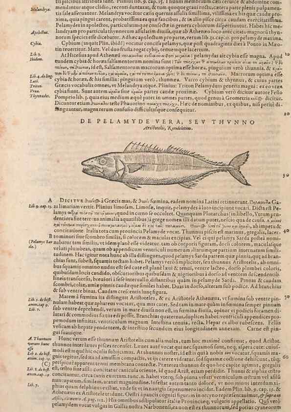 Reproducción/Reproduction 14948632994: Conradi Gesneri medici Tigurini Historiae animalium liber IV :. Francofurti :In Bibliopolio Andreae Cambieri,anno MDCIIII [1604]