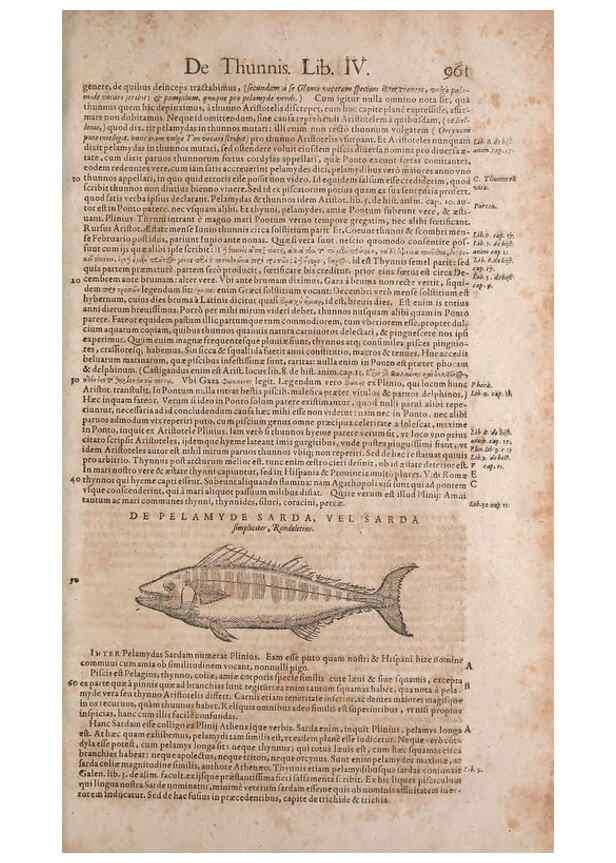 Reproducción/Reproduction 14949207023: Conradi Gesneri medici Tigurini Historiae animalium liber IV :. Francofurti :In Bibliopolio Andreae Cambieri,anno MDCIIII [1604]