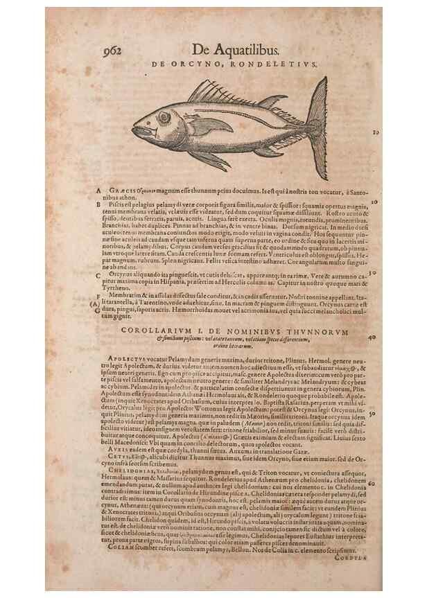 Reproducción/Reproduction 14948636804: Conradi Gesneri medici Tigurini Historiae animalium liber IV :. Francofurti :In Bibliopolio Andreae Cambieri,anno MDCIIII [1604]