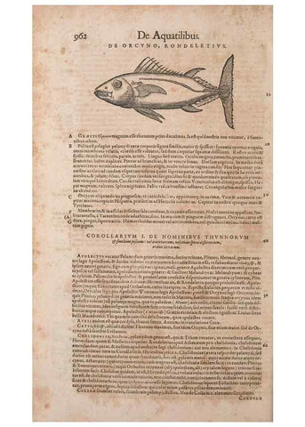 Reproducción/Reproduction 14948636804: Conradi Gesneri medici Tigurini Historiae animalium liber IV :. Francofurti :In Bibliopolio Andreae Cambieri,anno MDCIIII [1604]