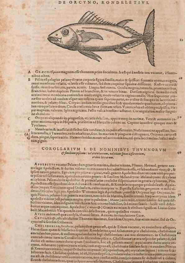 Reproducción/Reproduction 14948636804: Conradi Gesneri medici Tigurini Historiae animalium liber IV :. Francofurti :In Bibliopolio Andreae Cambieri,anno MDCIIII [1604]