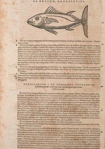 Reproducción/Reproduction 14948636804: Conradi Gesneri medici Tigurini Historiae animalium liber IV :. Francofurti :In Bibliopolio Andreae Cambieri,anno MDCIIII [1604]