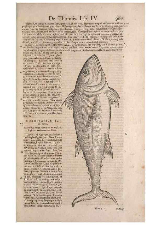 Reproducción/Reproduction 14948638684: Conradi Gesneri medici Tigurini Historiae animalium liber IV :. Francofurti :In Bibliopolio Andreae Cambieri,anno MDCIIII [1604]