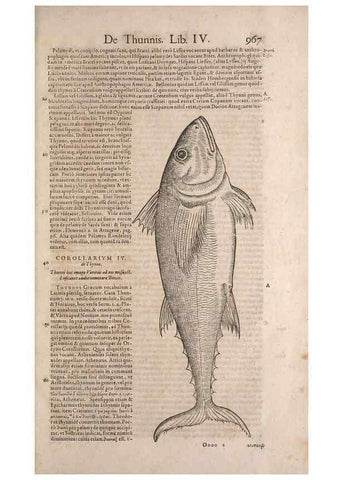Reproducción/Reproduction 14948638684: Conradi Gesneri medici Tigurini Historiae animalium liber IV :. Francofurti :In Bibliopolio Andreae Cambieri,anno MDCIIII [1604]