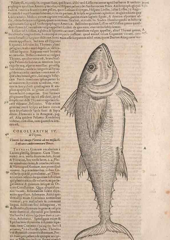 Reproducción/Reproduction 14948638684: Conradi Gesneri medici Tigurini Historiae animalium liber IV :. Francofurti :In Bibliopolio Andreae Cambieri,anno MDCIIII [1604]