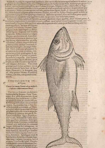 Reproducción/Reproduction 14948638684: Conradi Gesneri medici Tigurini Historiae animalium liber IV :. Francofurti :In Bibliopolio Andreae Cambieri,anno MDCIIII [1604]