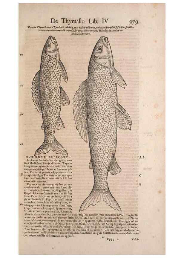 Reproducción/Reproduction 15382758049: Conradi Gesneri medici Tigurini Historiae animalium liber IV :. Francofurti :In Bibliopolio Andreae Cambieri,anno MDCIIII [1604]
