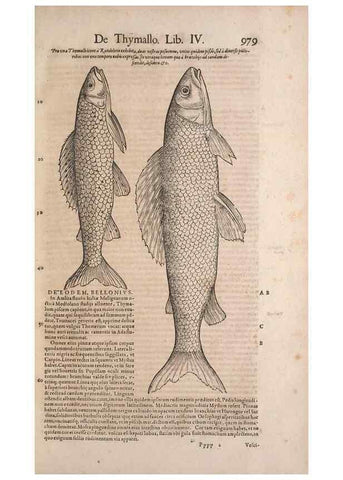 Reproducción/Reproduction 15382758049: Conradi Gesneri medici Tigurini Historiae animalium liber IV :. Francofurti :In Bibliopolio Andreae Cambieri,anno MDCIIII [1604]