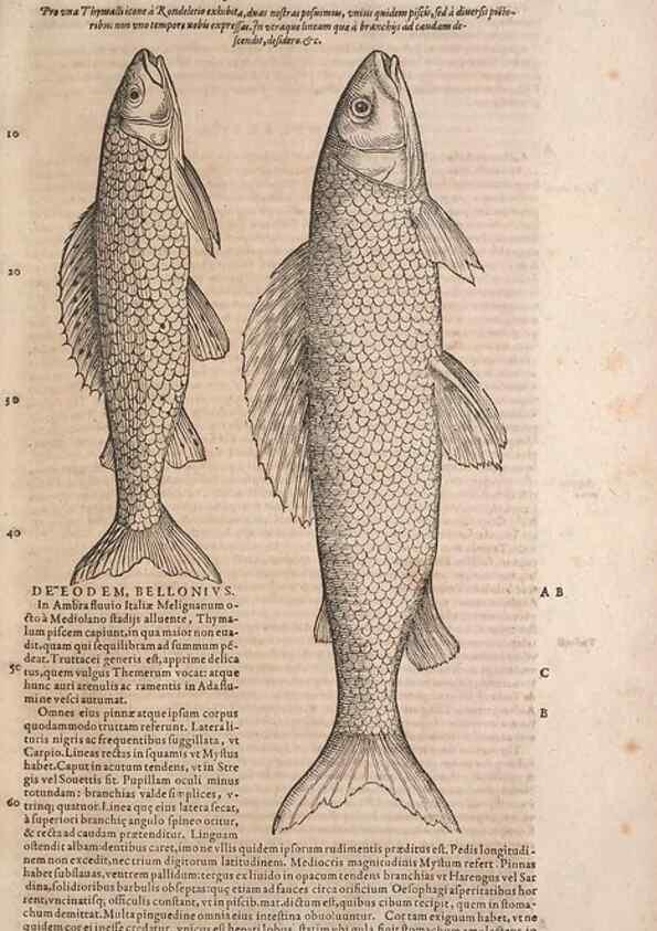 Reproducción/Reproduction 15382758049: Conradi Gesneri medici Tigurini Historiae animalium liber IV :. Francofurti :In Bibliopolio Andreae Cambieri,anno MDCIIII [1604]