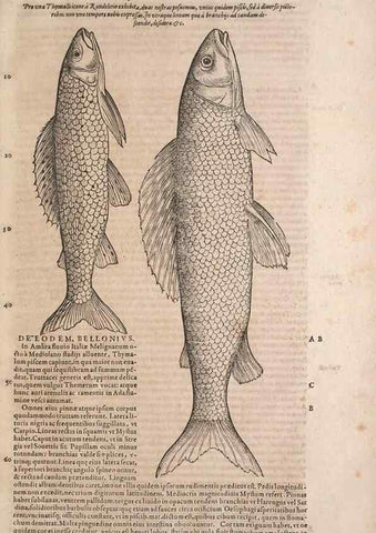 Reproducción/Reproduction 15382758049: Conradi Gesneri medici Tigurini Historiae animalium liber IV :. Francofurti :In Bibliopolio Andreae Cambieri,anno MDCIIII [1604]