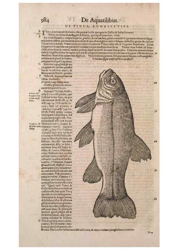 Reproducción/Reproduction 15570253732: Conradi Gesneri medici Tigurini Historiae animalium liber IV :. Francofurti :In Bibliopolio Andreae Cambieri,anno MDCIIII [1604]
