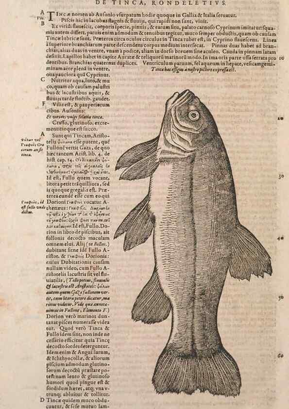 Reproducción/Reproduction 15570253732: Conradi Gesneri medici Tigurini Historiae animalium liber IV :. Francofurti :In Bibliopolio Andreae Cambieri,anno MDCIIII [1604]