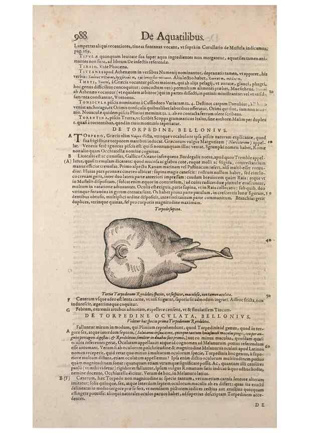 Reproducción/Reproduction 15383406057: Conradi Gesneri medici Tigurini Historiae animalium liber IV :. Francofurti :In Bibliopolio Andreae Cambieri,anno MDCIIII [1604]