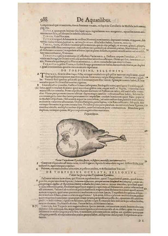Reproducción/Reproduction 15383406057: Conradi Gesneri medici Tigurini Historiae animalium liber IV :. Francofurti :In Bibliopolio Andreae Cambieri,anno MDCIIII [1604]