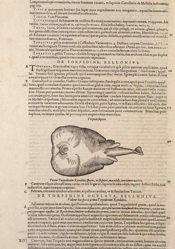 Reproducción/Reproduction 15383406057: Conradi Gesneri medici Tigurini Historiae animalium liber IV :. Francofurti :In Bibliopolio Andreae Cambieri,anno MDCIIII [1604]