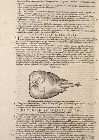Reproducción/Reproduction 15383406057: Conradi Gesneri medici Tigurini Historiae animalium liber IV :. Francofurti :In Bibliopolio Andreae Cambieri,anno MDCIIII [1604]