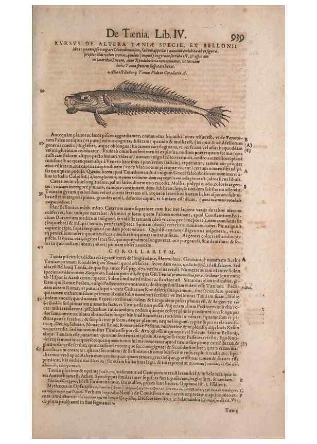 Reproducción/Reproduction 15383730640: Conradi Gesneri medici Tigurini Historiae animalium liber IV :. Francofurti :In Bibliopolio Andreae Cambieri,anno MDCIIII [1604]