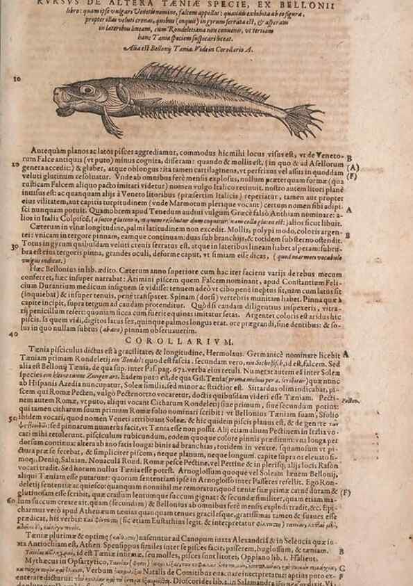 Reproducción/Reproduction 15383730640: Conradi Gesneri medici Tigurini Historiae animalium liber IV :. Francofurti :In Bibliopolio Andreae Cambieri,anno MDCIIII [1604]