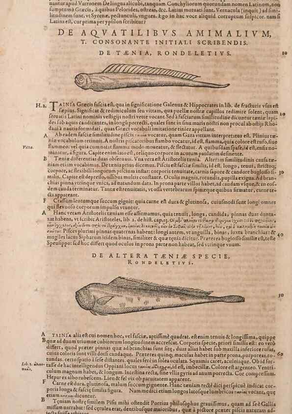 Reproducción/Reproduction 15383208878: Conradi Gesneri medici Tigurini Historiae animalium liber IV :. Francofurti :In Bibliopolio Andreae Cambieri,anno MDCIIII [1604]