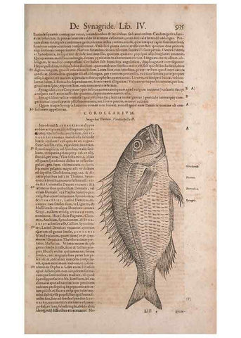 Reproducción/Reproduction 15566691631: Conradi Gesneri medici Tigurini Historiae animalium liber IV :. Francofurti :In Bibliopolio Andreae Cambieri,anno MDCIIII [1604]
