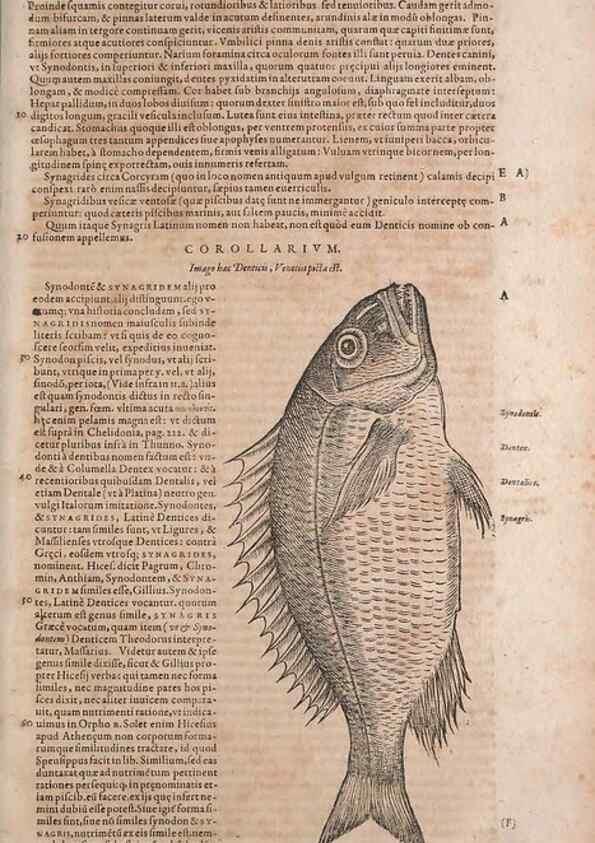 Reproducción/Reproduction 15566691631: Conradi Gesneri medici Tigurini Historiae animalium liber IV :. Francofurti :In Bibliopolio Andreae Cambieri,anno MDCIIII [1604]