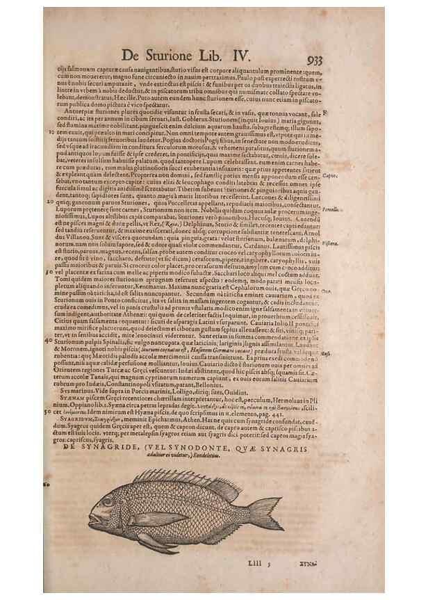 Reproducción/Reproduction 15570199072: Conradi Gesneri medici Tigurini Historiae animalium liber IV :. Francofurti :In Bibliopolio Andreae Cambieri,anno MDCIIII [1604]
