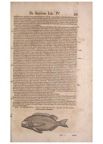 Reproducción/Reproduction 15570199072: Conradi Gesneri medici Tigurini Historiae animalium liber IV :. Francofurti :In Bibliopolio Andreae Cambieri,anno MDCIIII [1604]