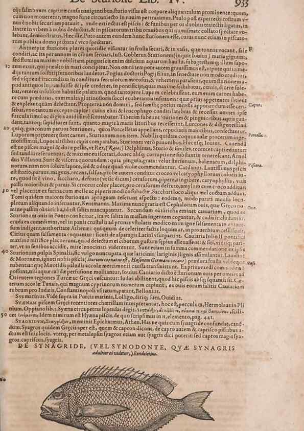 Reproducción/Reproduction 15570199072: Conradi Gesneri medici Tigurini Historiae animalium liber IV :. Francofurti :In Bibliopolio Andreae Cambieri,anno MDCIIII [1604]