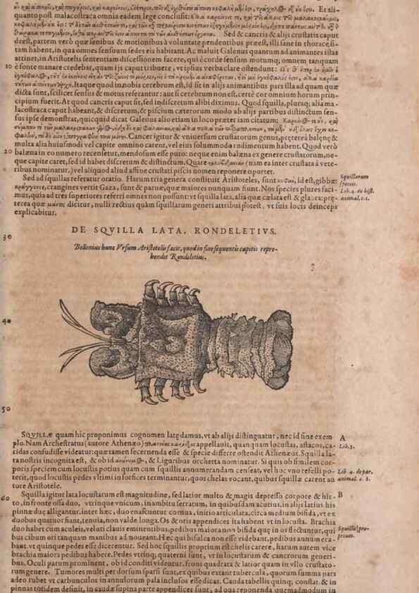 Reproducción/Reproduction 14949151243: Conradi Gesneri medici Tigurini Historiae animalium liber IV :. Francofurti :In Bibliopolio Andreae Cambieri,anno MDCIIII [1604]