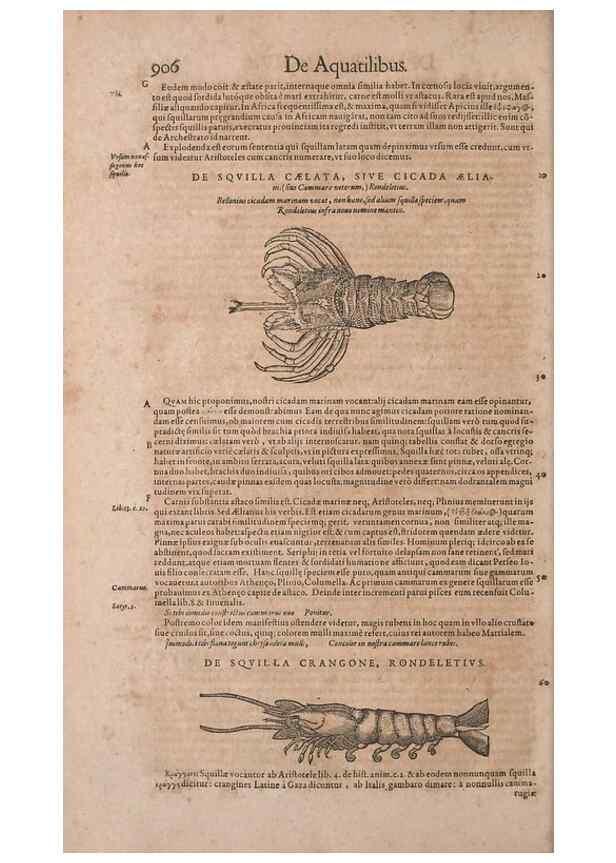 Reproducción/Reproduction 15383175558: Conradi Gesneri medici Tigurini Historiae animalium liber IV :. Francofurti :In Bibliopolio Andreae Cambieri,anno MDCIIII [1604]