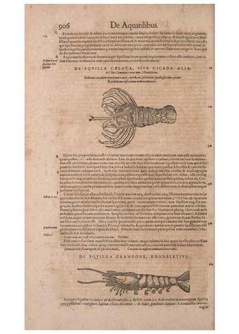 Reproducción/Reproduction 15383175558: Conradi Gesneri medici Tigurini Historiae animalium liber IV :. Francofurti :In Bibliopolio Andreae Cambieri,anno MDCIIII [1604]