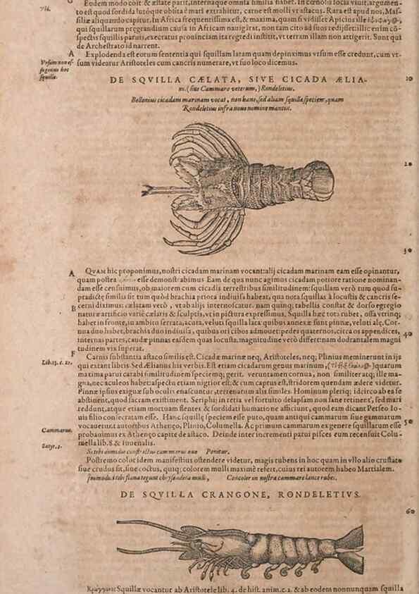 Reproducción/Reproduction 15383175558: Conradi Gesneri medici Tigurini Historiae animalium liber IV :. Francofurti :In Bibliopolio Andreae Cambieri,anno MDCIIII [1604]