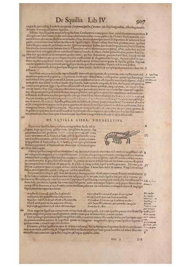 Reproducción/Reproduction 14948581414: Conradi Gesneri medici Tigurini Historiae animalium liber IV :. Francofurti :In Bibliopolio Andreae Cambieri,anno MDCIIII [1604]