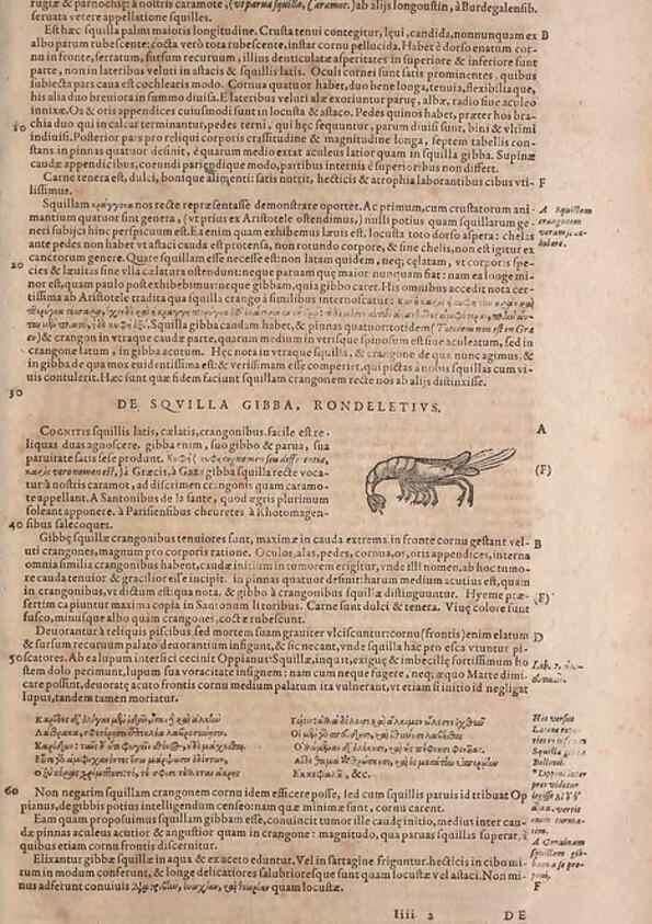 Reproducción/Reproduction 14948581414: Conradi Gesneri medici Tigurini Historiae animalium liber IV :. Francofurti :In Bibliopolio Andreae Cambieri,anno MDCIIII [1604]