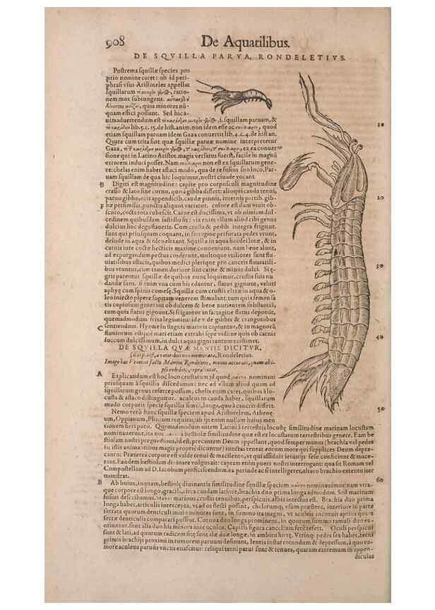 Reproducción/Reproduction 15569337105: Conradi Gesneri medici Tigurini Historiae animalium liber IV :. Francofurti :In Bibliopolio Andreae Cambieri,anno MDCIIII [1604]