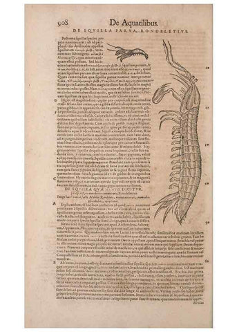 Reproducción/Reproduction 15569337105: Conradi Gesneri medici Tigurini Historiae animalium liber IV :. Francofurti :In Bibliopolio Andreae Cambieri,anno MDCIIII [1604]