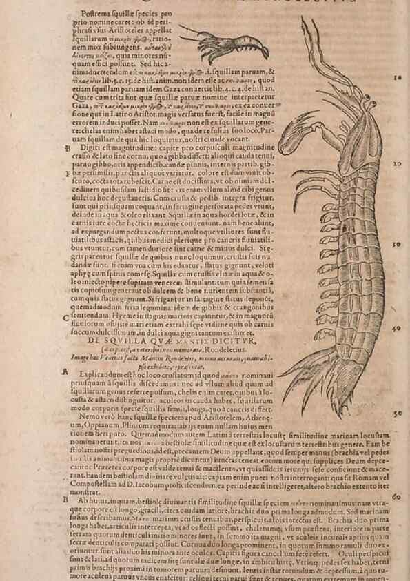 Reproducción/Reproduction 15569337105: Conradi Gesneri medici Tigurini Historiae animalium liber IV :. Francofurti :In Bibliopolio Andreae Cambieri,anno MDCIIII [1604]