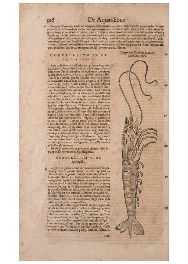 Reproducción/Reproduction 15545630766: Conradi Gesneri medici Tigurini Historiae animalium liber IV :. Francofurti :In Bibliopolio Andreae Cambieri,anno MDCIIII [1604]