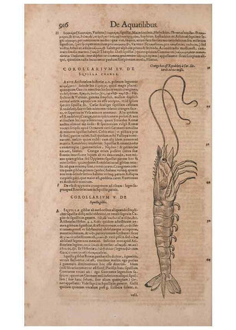 Reproducción/Reproduction 15545630766: Conradi Gesneri medici Tigurini Historiae animalium liber IV :. Francofurti :In Bibliopolio Andreae Cambieri,anno MDCIIII [1604]