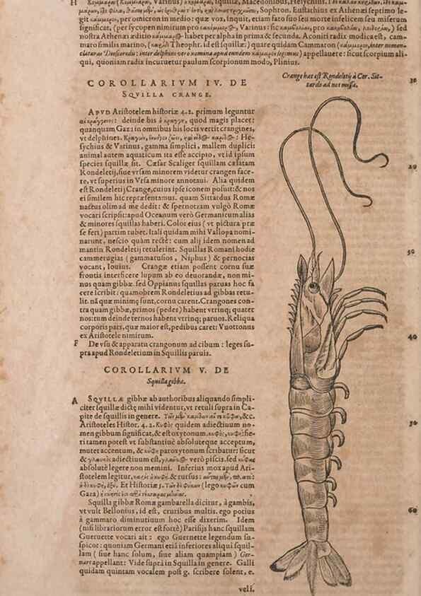 Reproducción/Reproduction 15545630766: Conradi Gesneri medici Tigurini Historiae animalium liber IV :. Francofurti :In Bibliopolio Andreae Cambieri,anno MDCIIII [1604]