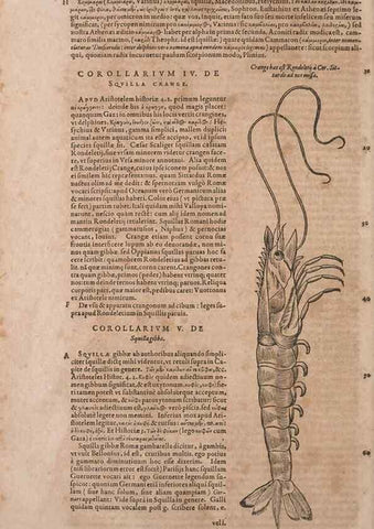 Reproducción/Reproduction 15545630766: Conradi Gesneri medici Tigurini Historiae animalium liber IV :. Francofurti :In Bibliopolio Andreae Cambieri,anno MDCIIII [1604]