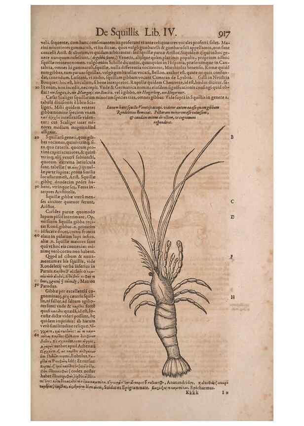 Reproducción/Reproduction 15382704319: Conradi Gesneri medici Tigurini Historiae animalium liber IV :. Francofurti :In Bibliopolio Andreae Cambieri,anno MDCIIII [1604]