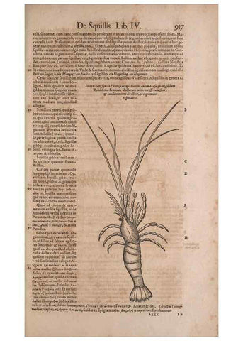Reproducción/Reproduction 15382704319: Conradi Gesneri medici Tigurini Historiae animalium liber IV :. Francofurti :In Bibliopolio Andreae Cambieri,anno MDCIIII [1604]